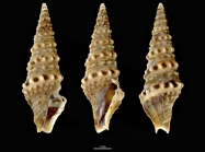 Clavatula caerulea