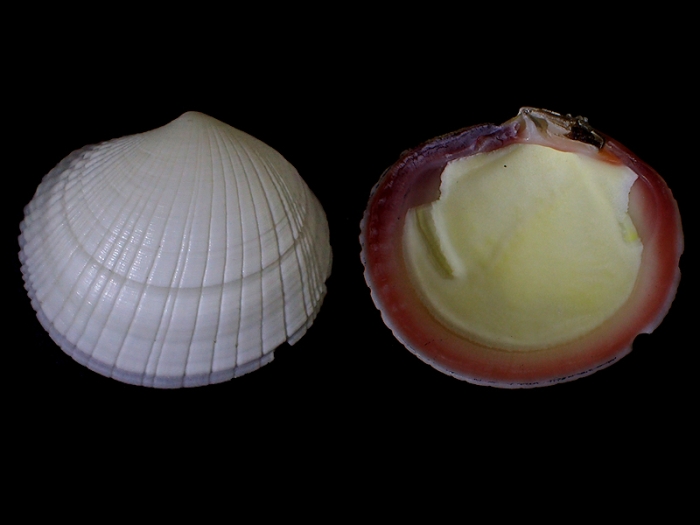 Codakia punctata