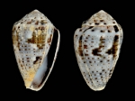 Conus coronatus