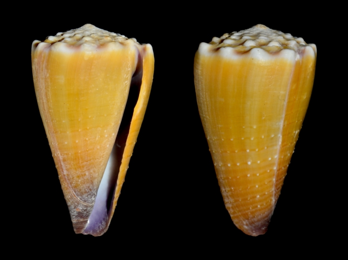 Conus sanguinolentus Conus sanguinolentus