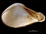 Corbula chudeaui