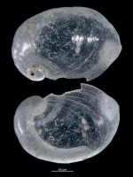 Coriocella setoensis