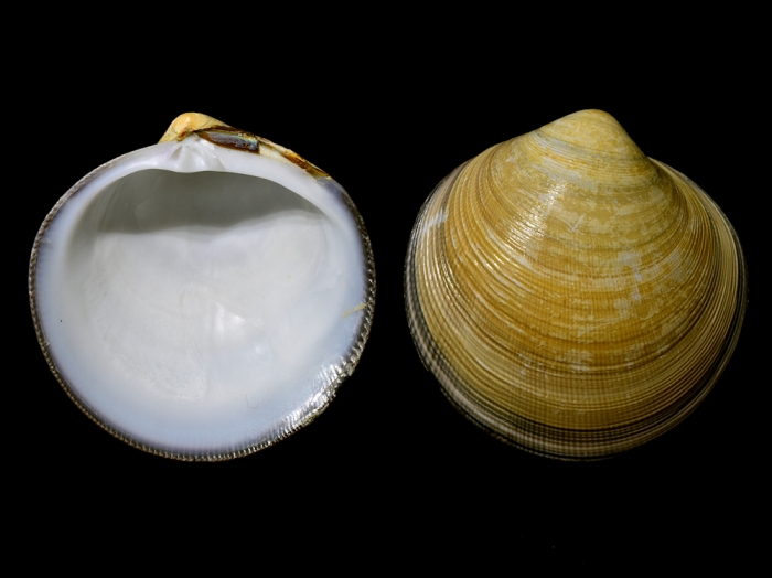 Cyclina sinensis Cyclina sinensis
