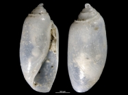 Decorifer insignis