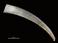 Dentalium congoense