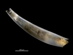 Dischides politus