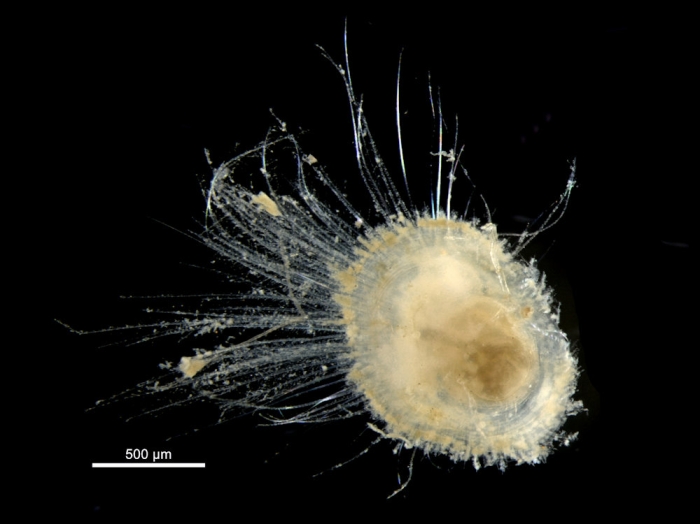 Discinisca tenuis Discinisca tenuis