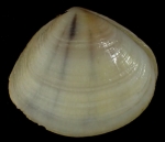 Donax faba