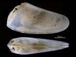 Donax pseudacutangulus
