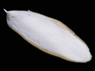Doratosepion longipes