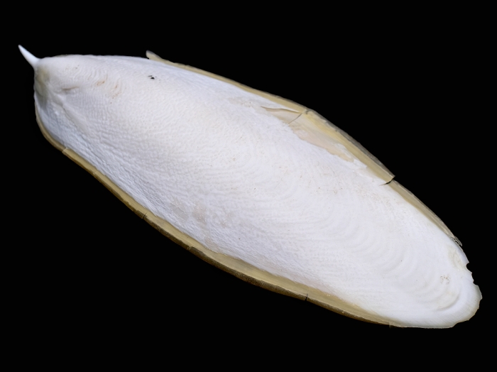 Doratosepion longipes Doratosepion longipes
