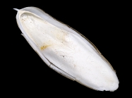 Doratosepion longipes