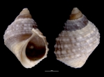 Echinolittorina radiata
