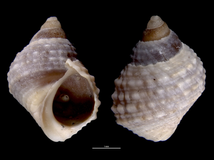 Echinolittorina radiata Echinolittorina radiata