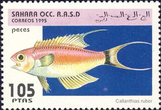 Callanthias ruber Callanthias ruber
