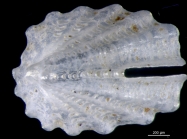 Emarginula adamsiana