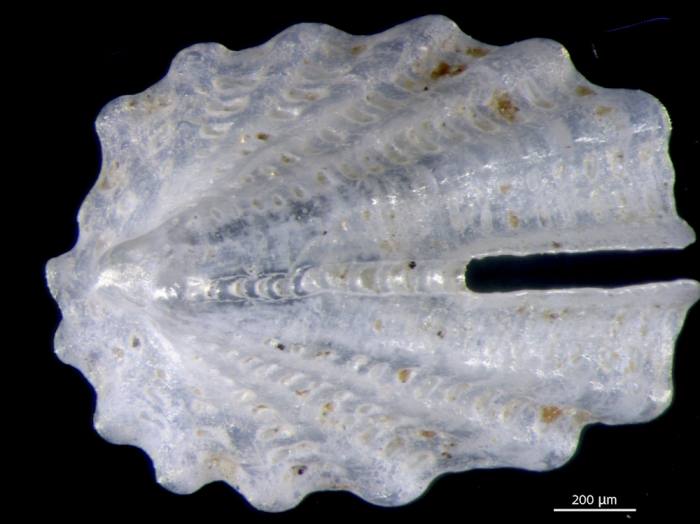 Emarginula adamsiana Emarginula adamsiana