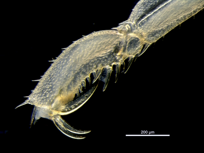 Endeis straughani Endeis straughani