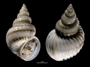Epitonium clementinum