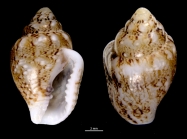 Euplica scripta