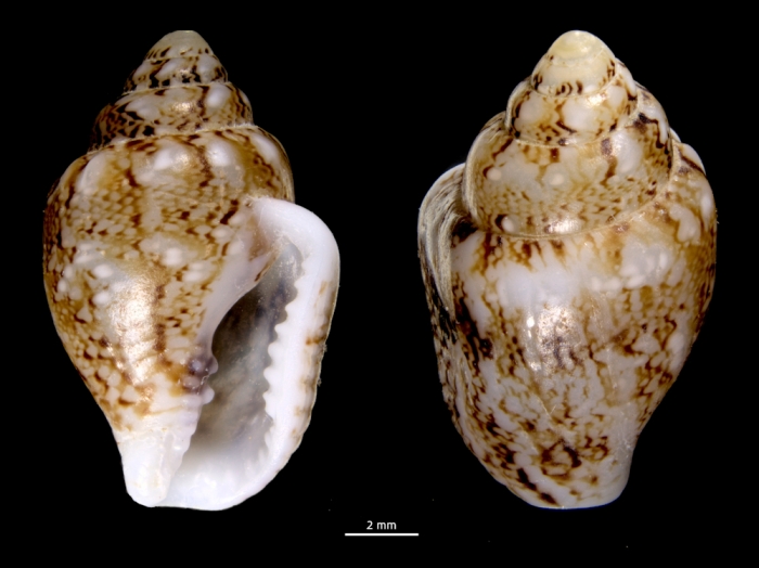 Euplica scripta Euplica scripta