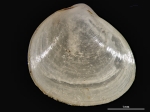 Felaniella sowerbyi
