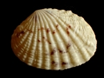 Gafrarium pectinatum