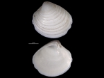 Globivenus toreuma