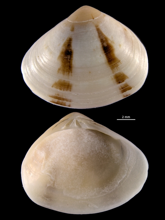 Gomphina neastartoides
