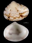 Gomphina neastartoides