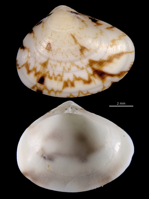 Gomphina neastartoides