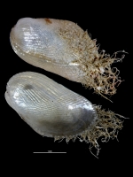 Gregariella semigranata