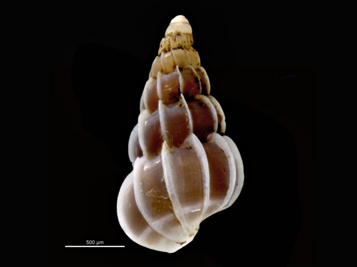 Gyroscala commutata Gyroscala commutata
