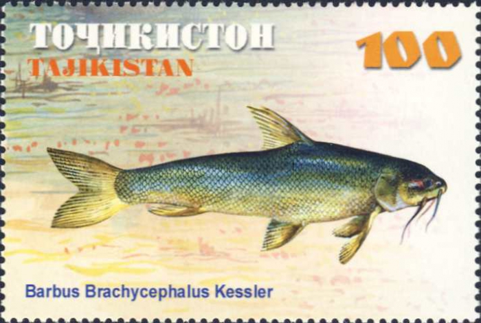 Barbus brachycephalus