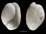 Haloa japonica