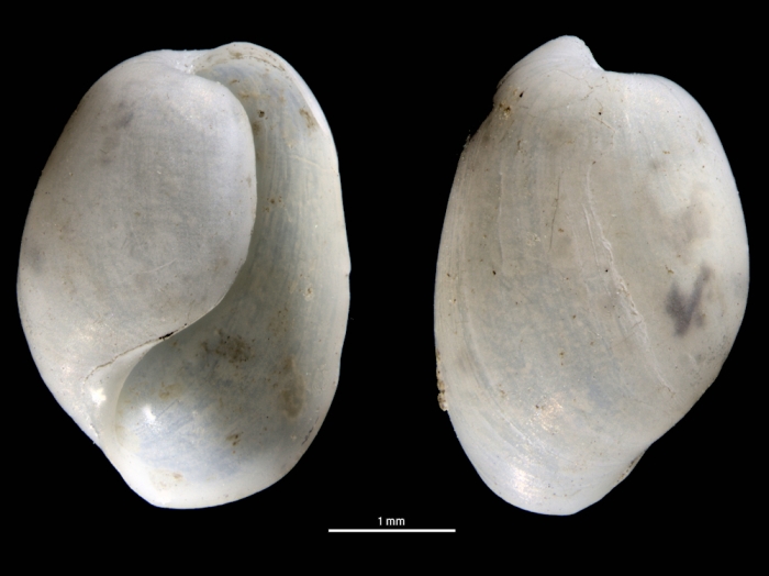Haloa japonica Haloa japonica