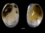 Haminoea elegans