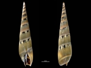 Hastula exacuminata