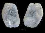 Hermania infantilis