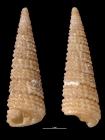 Inella japonica