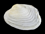 Irus ishibashianus