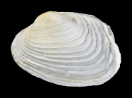 Irus ishibashianus