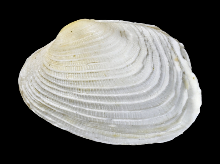 Irus ishibashianus