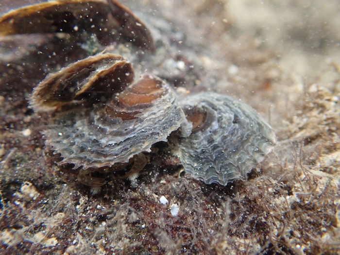 Isognomon isognomon Isognomon isognomon
