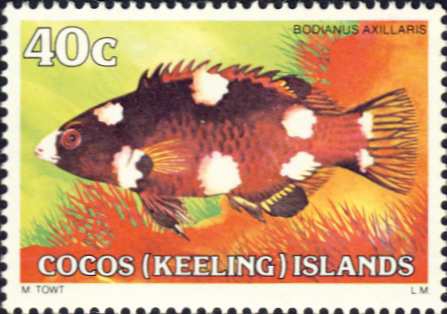 Bodianus axillaris Bodianus axillaris