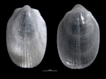 Limatula nippona