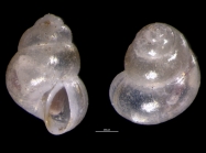 Lucidestea mundula