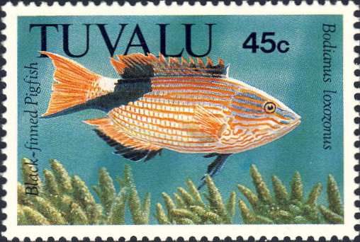 Bodianus loxozonus Bodianus loxozonus