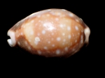 Lyncina vitellus