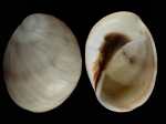 Mammilla melanostoma
